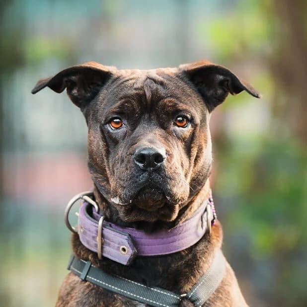 Angel, female Staffordshire Bull Terrier for adoption at Städtisches Tierheim Duisburg, Duisburg