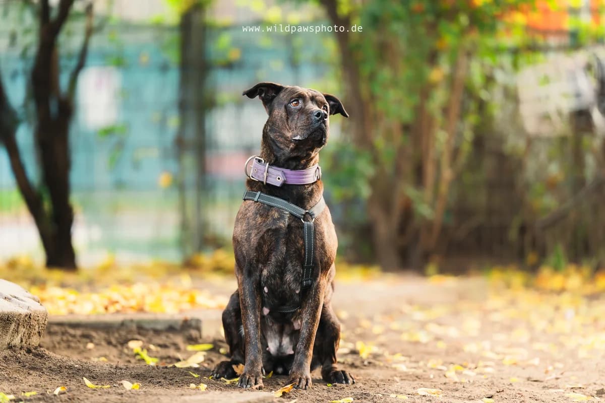 Angel, female Staffordshire Bull Terrier for adoption at Städtisches Tierheim Duisburg, Duisburg — photo 2 of 5