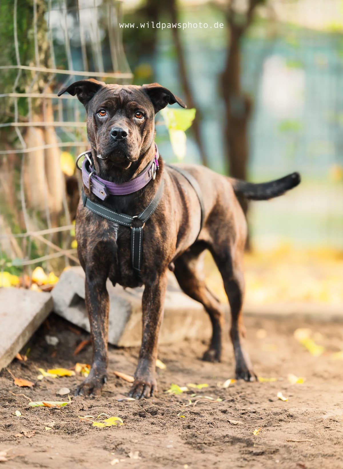 Angel, female Staffordshire Bull Terrier for adoption at Städtisches Tierheim Duisburg, Duisburg — photo 3 of 5