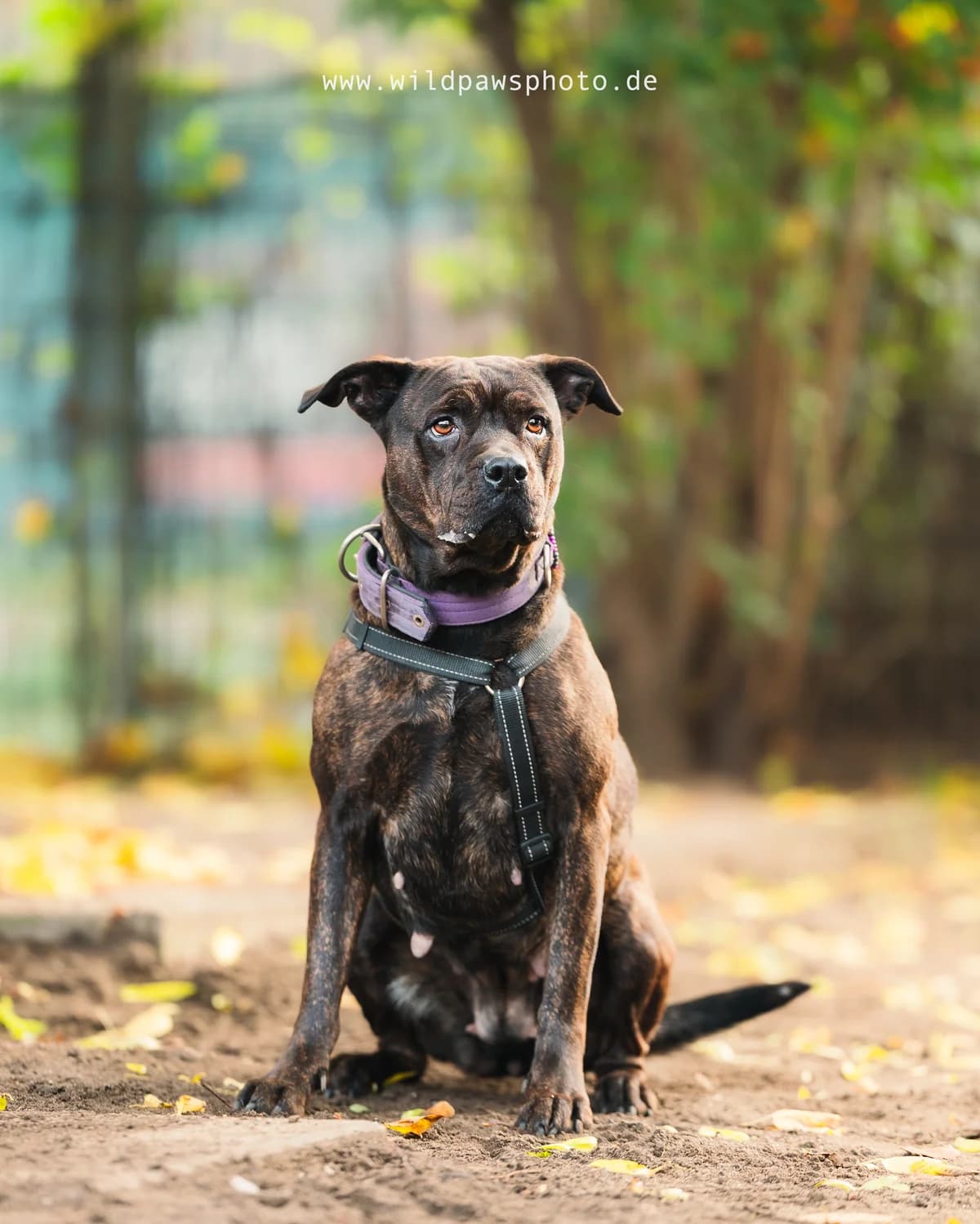 Angel, female Staffordshire Bull Terrier for adoption at Städtisches Tierheim Duisburg, Duisburg — photo 4 of 5