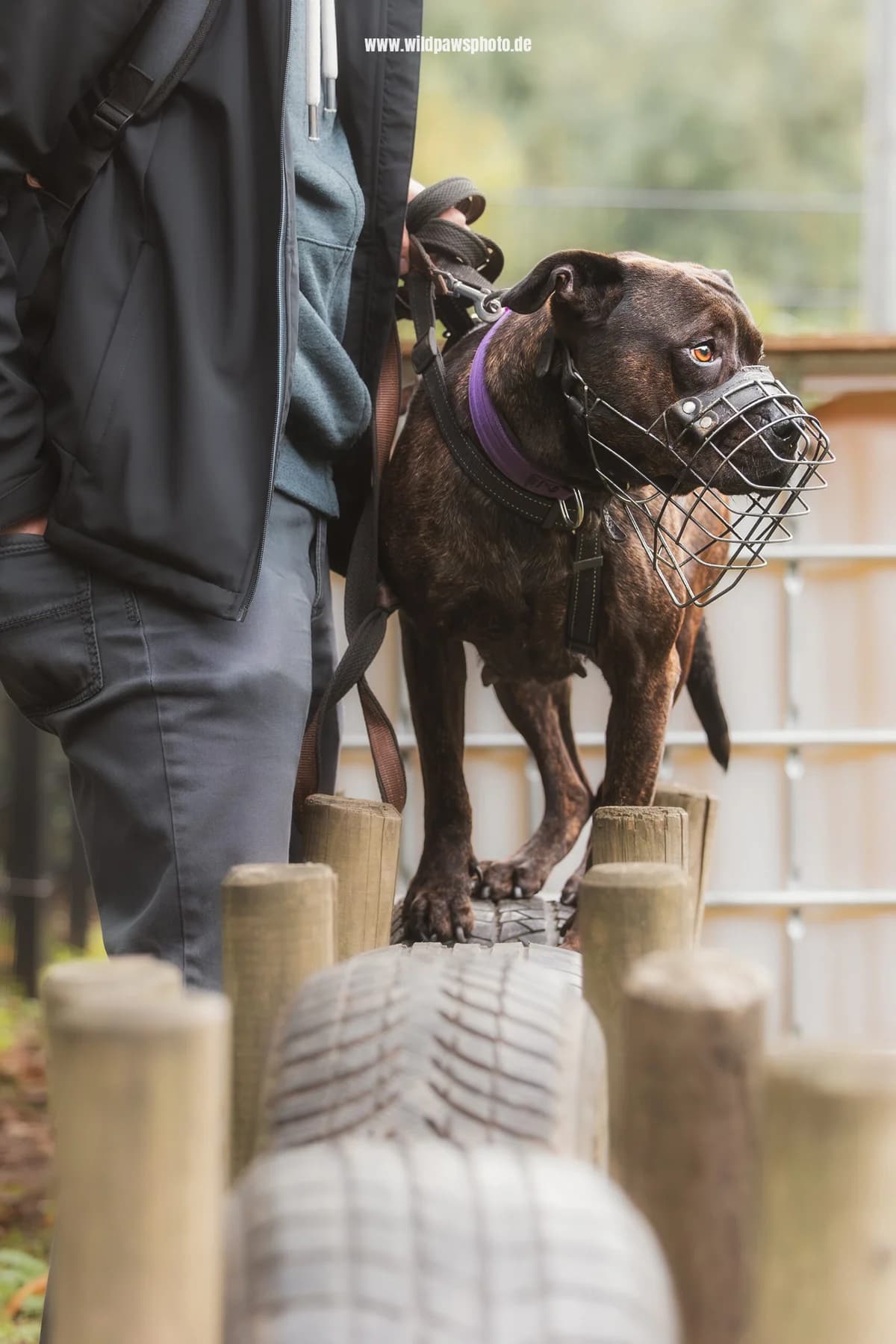 Angel, female Staffordshire Bull Terrier for adoption at Städtisches Tierheim Duisburg, Duisburg — photo 5 of 5