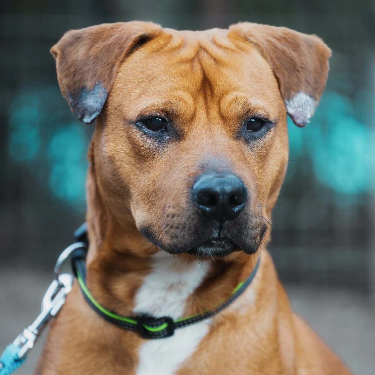 Arlo, male senior Mixed Breed for adoption at Städtisches Tierheim Duisburg, Duisburg