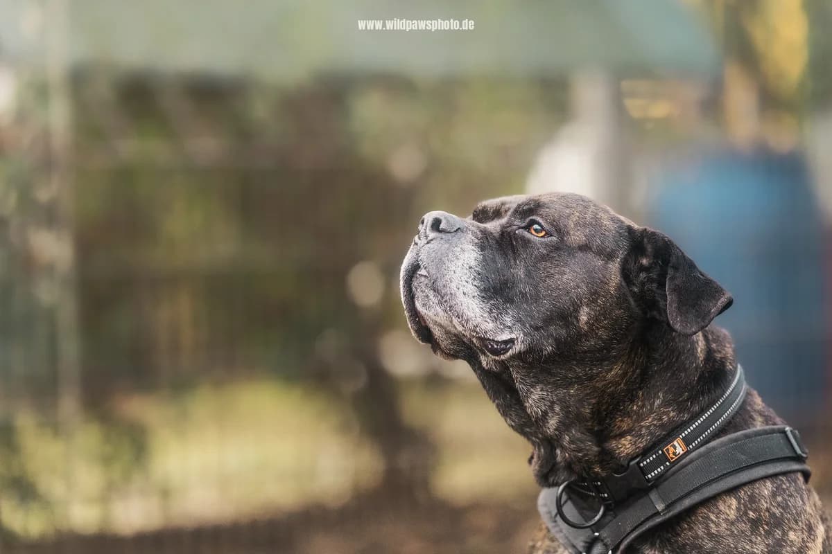 Purple, male Presa Canario for adoption at Städtisches Tierheim Duisburg, Duisburg — photo 4 of 4