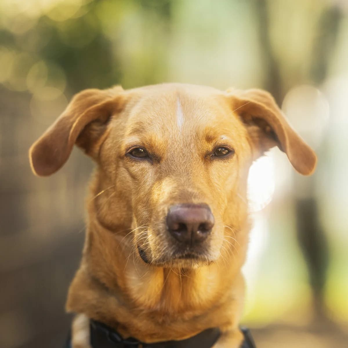Fynn, male Podenco for adoption at Städtisches Tierheim Duisburg, Duisburg