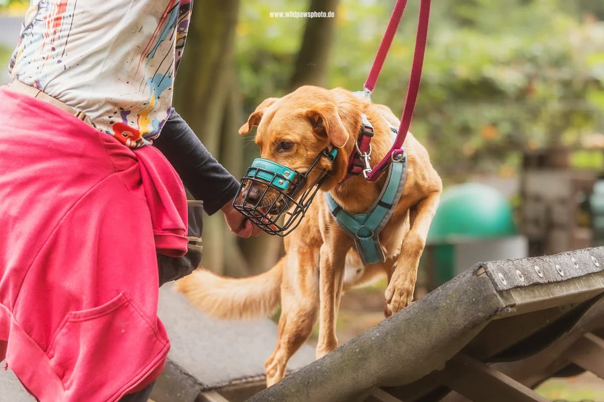 Fynn, male Podenco for adoption at Städtisches Tierheim Duisburg, Duisburg — photo 2 of 5
