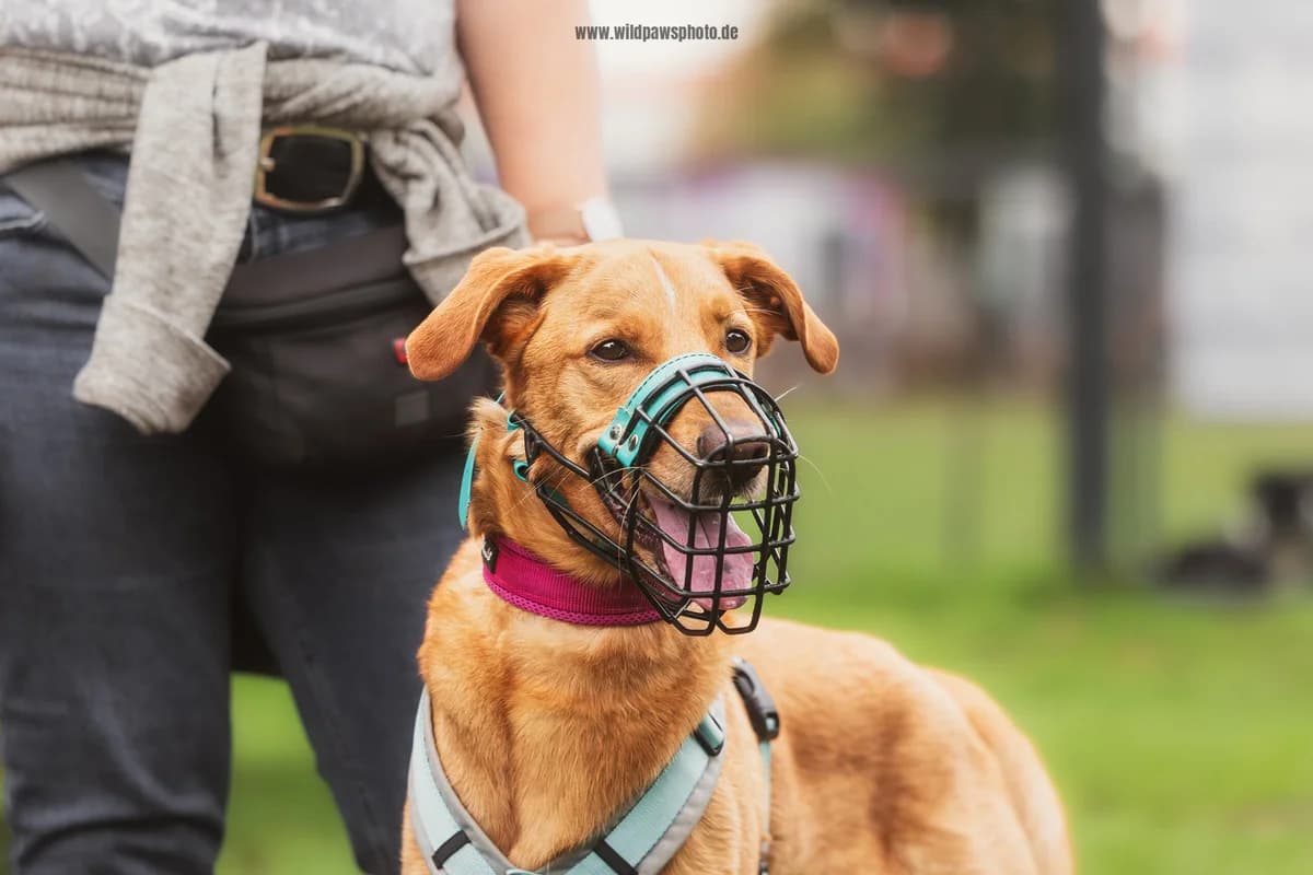 Fynn, male Podenco for adoption at Städtisches Tierheim Duisburg, Duisburg — photo 3 of 5