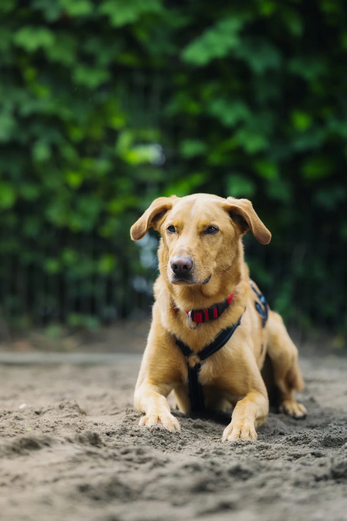 Fynn, male Podenco for adoption at Städtisches Tierheim Duisburg, Duisburg — photo 4 of 5