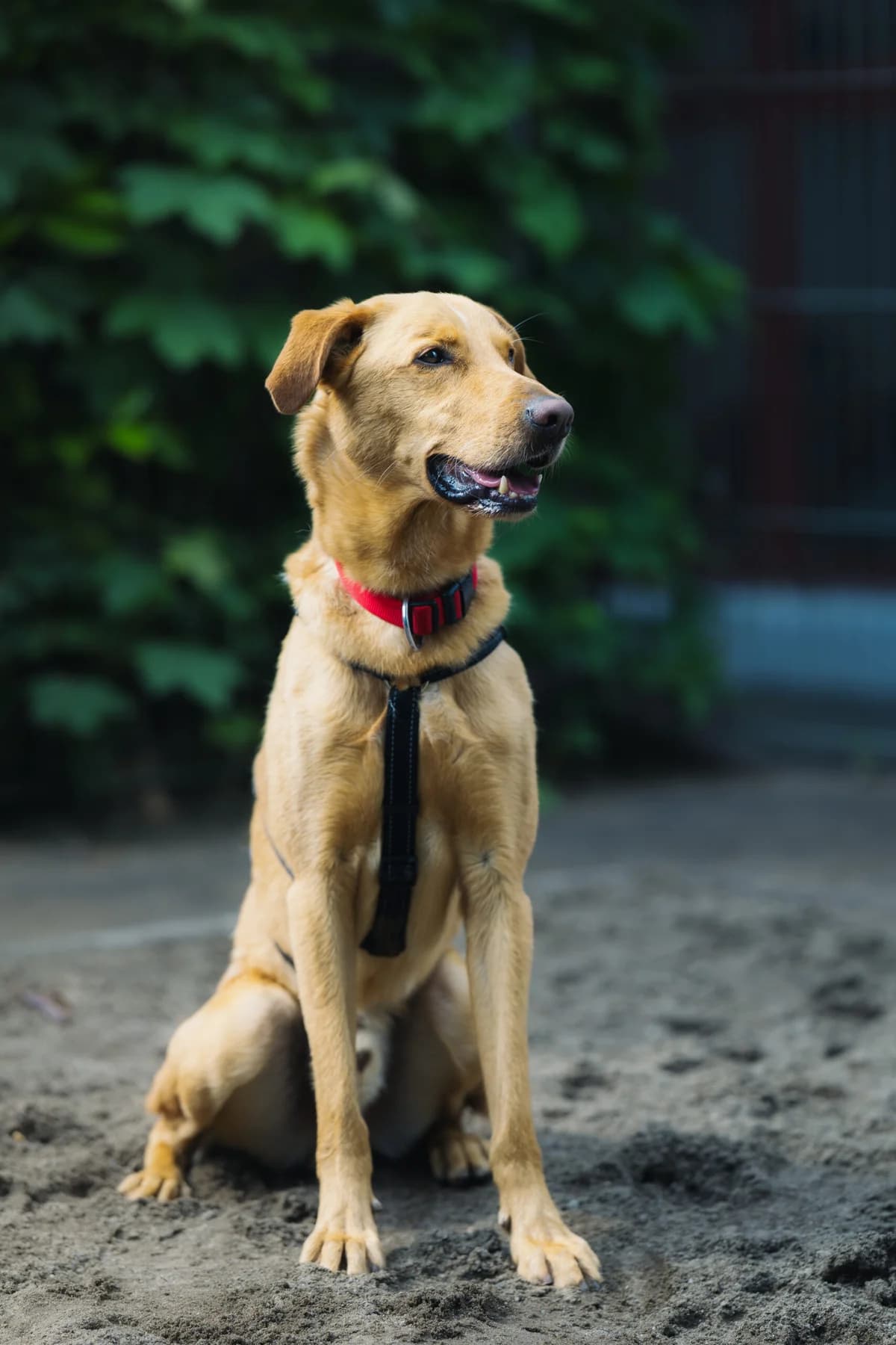 Fynn, male Podenco for adoption at Städtisches Tierheim Duisburg, Duisburg — photo 5 of 5