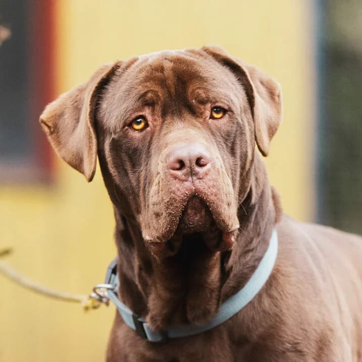 Bandit, male Mixed Breed for adoption at Städtisches Tierheim Duisburg, Duisburg