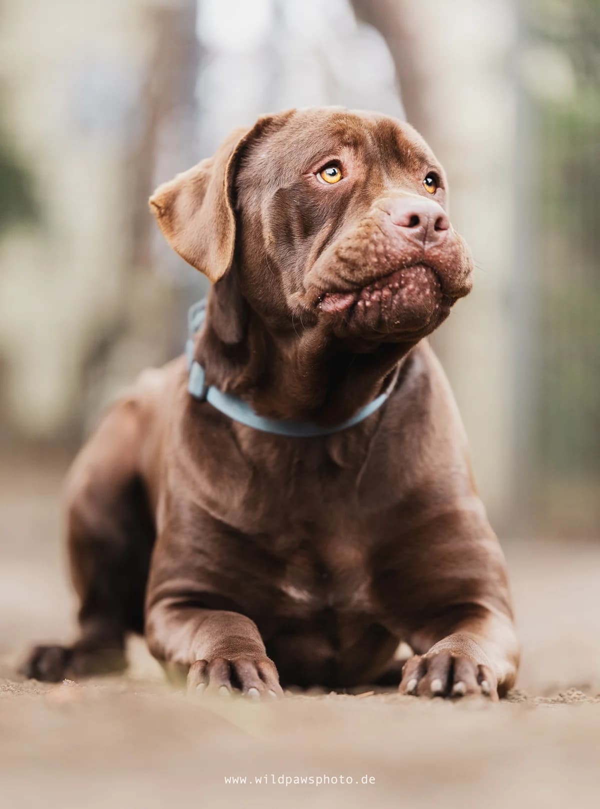 Bandit, male Mixed Breed for adoption at Städtisches Tierheim Duisburg, Duisburg — photo 2 of 7
