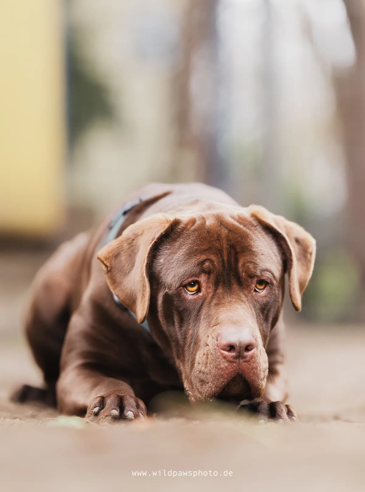 Bandit, male Mixed Breed for adoption at Städtisches Tierheim Duisburg, Duisburg — photo 3 of 7