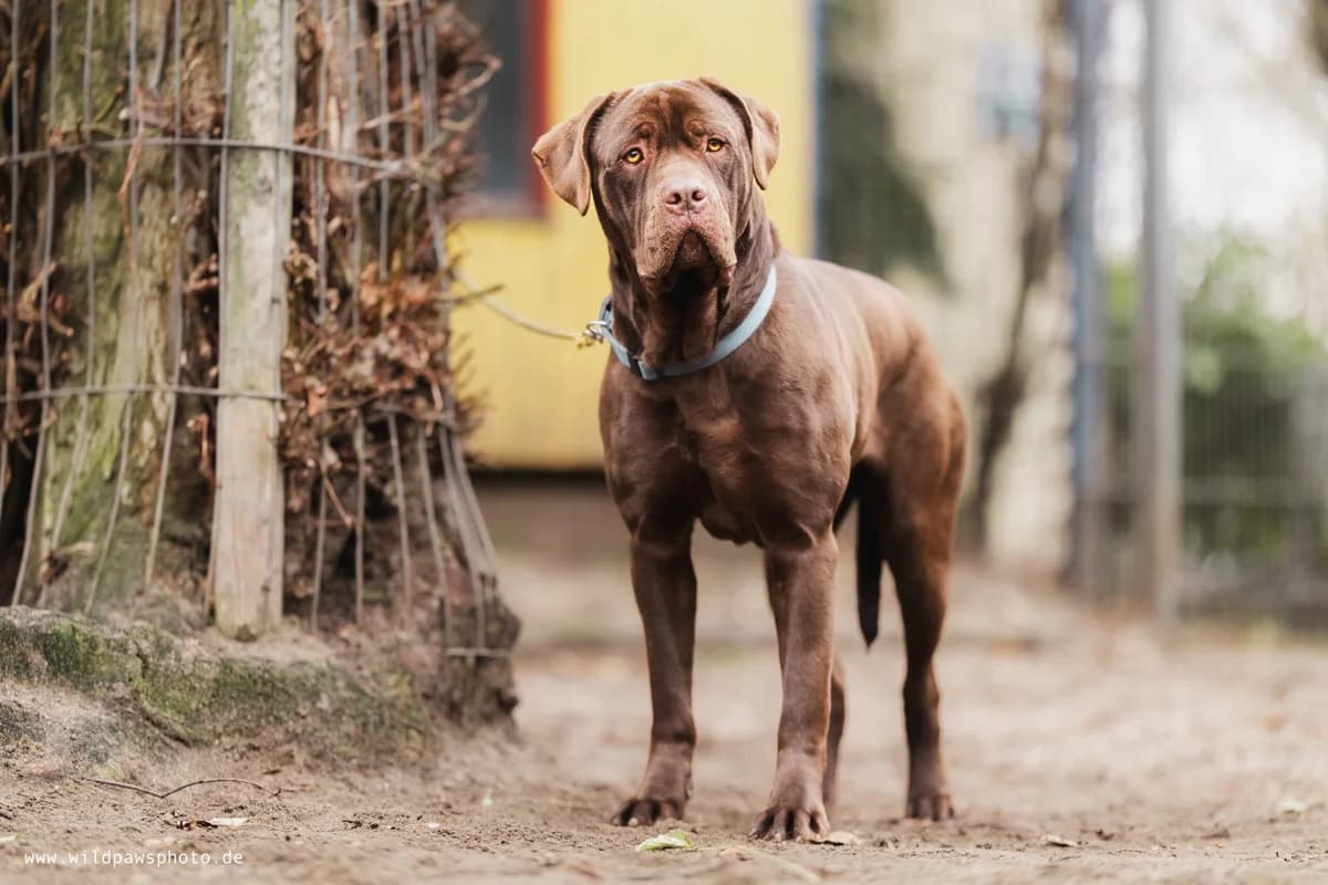 Bandit, male Mixed Breed for adoption at Städtisches Tierheim Duisburg, Duisburg — photo 4 of 7
