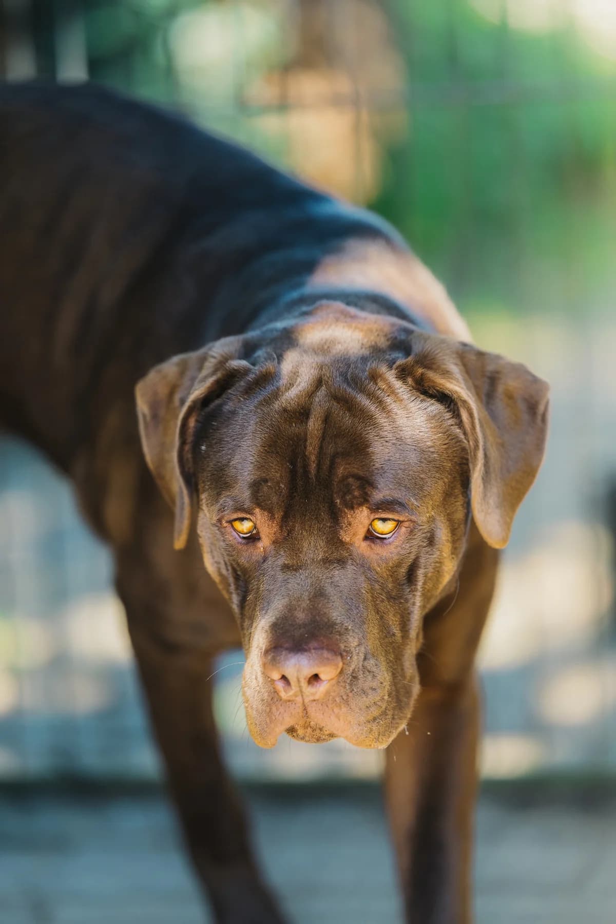 Bandit, male Mixed Breed for adoption at Städtisches Tierheim Duisburg, Duisburg — photo 6 of 7