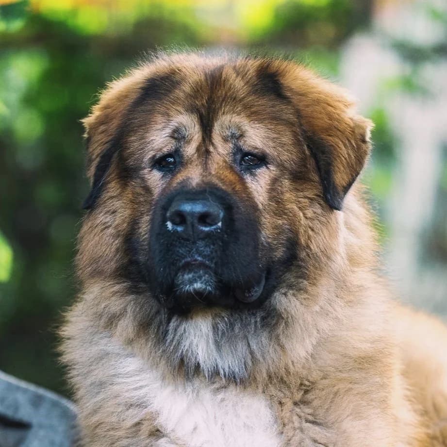 Samson, male mixed breed for adoption at Städtisches Tierheim Duisburg, Duisburg