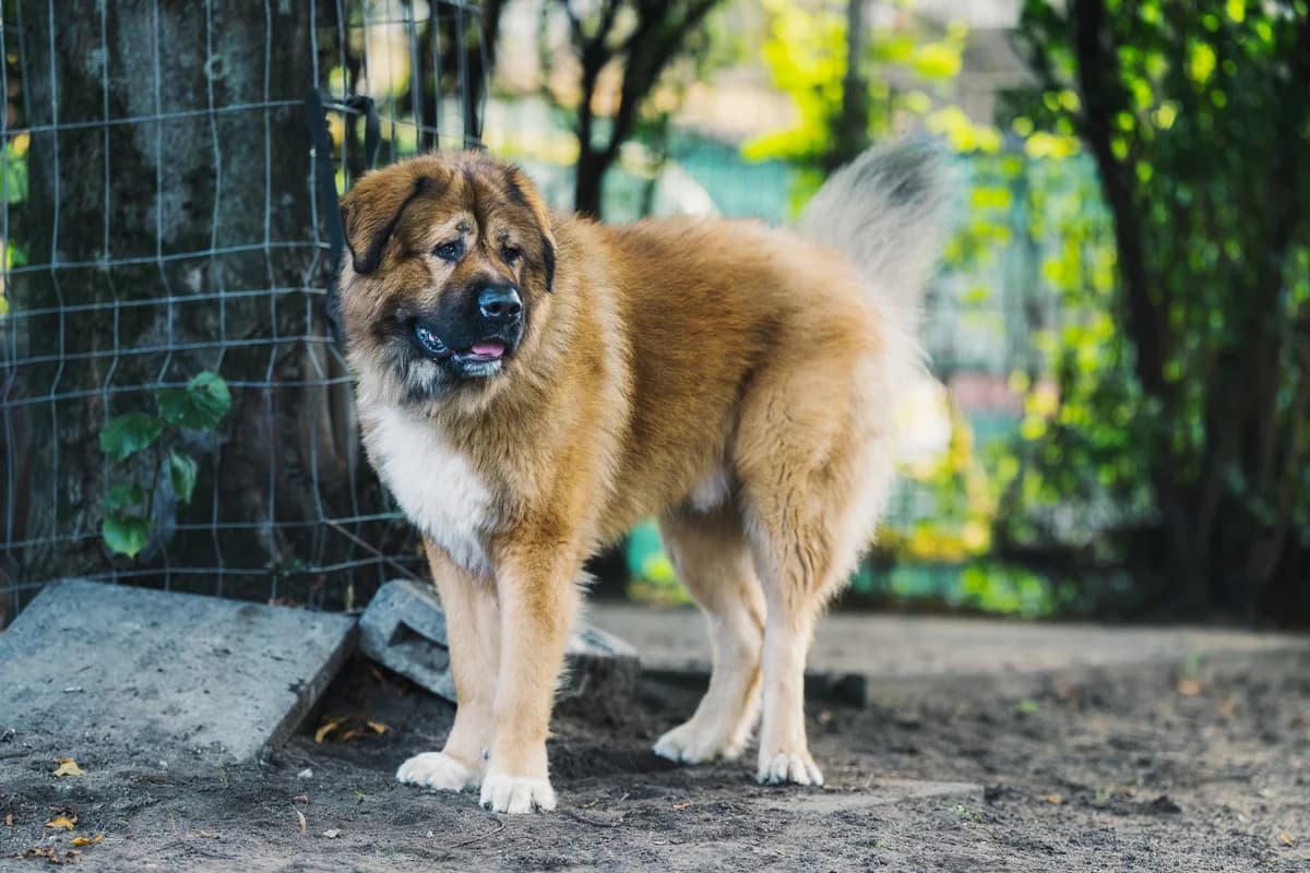 Samson, male mixed breed for adoption at Städtisches Tierheim Duisburg, Duisburg — photo 2 of 4