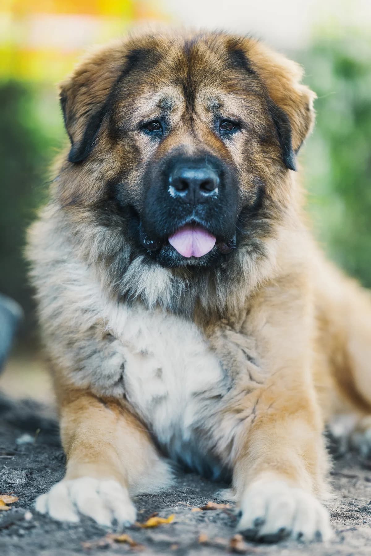 Samson, male mixed breed for adoption at Städtisches Tierheim Duisburg, Duisburg — photo 4 of 4
