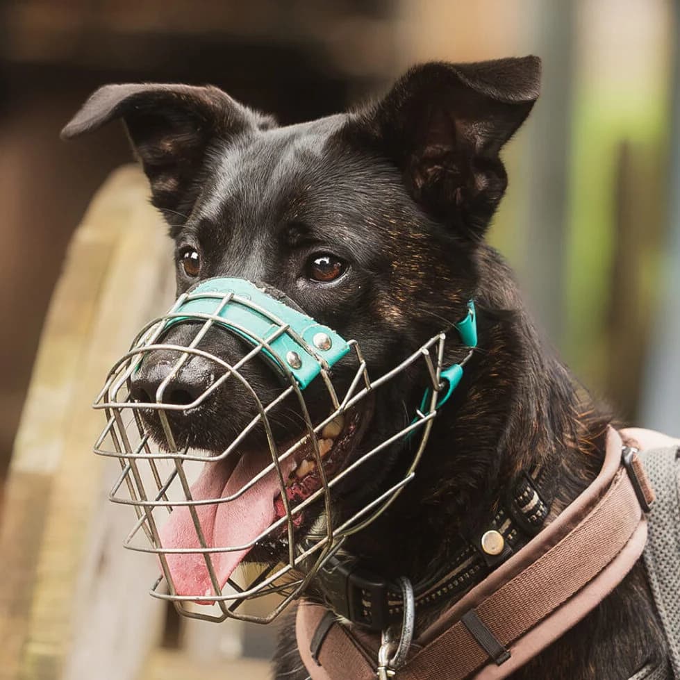 Drako, male German Shepherd for adoption at Städtisches Tierheim Duisburg, Duisburg