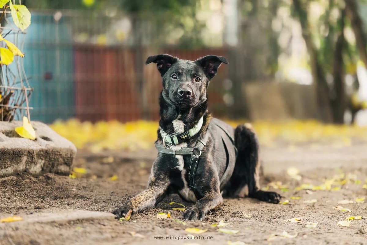 Drako, male German Shepherd for adoption at Städtisches Tierheim Duisburg, Duisburg — photo 2 of 4