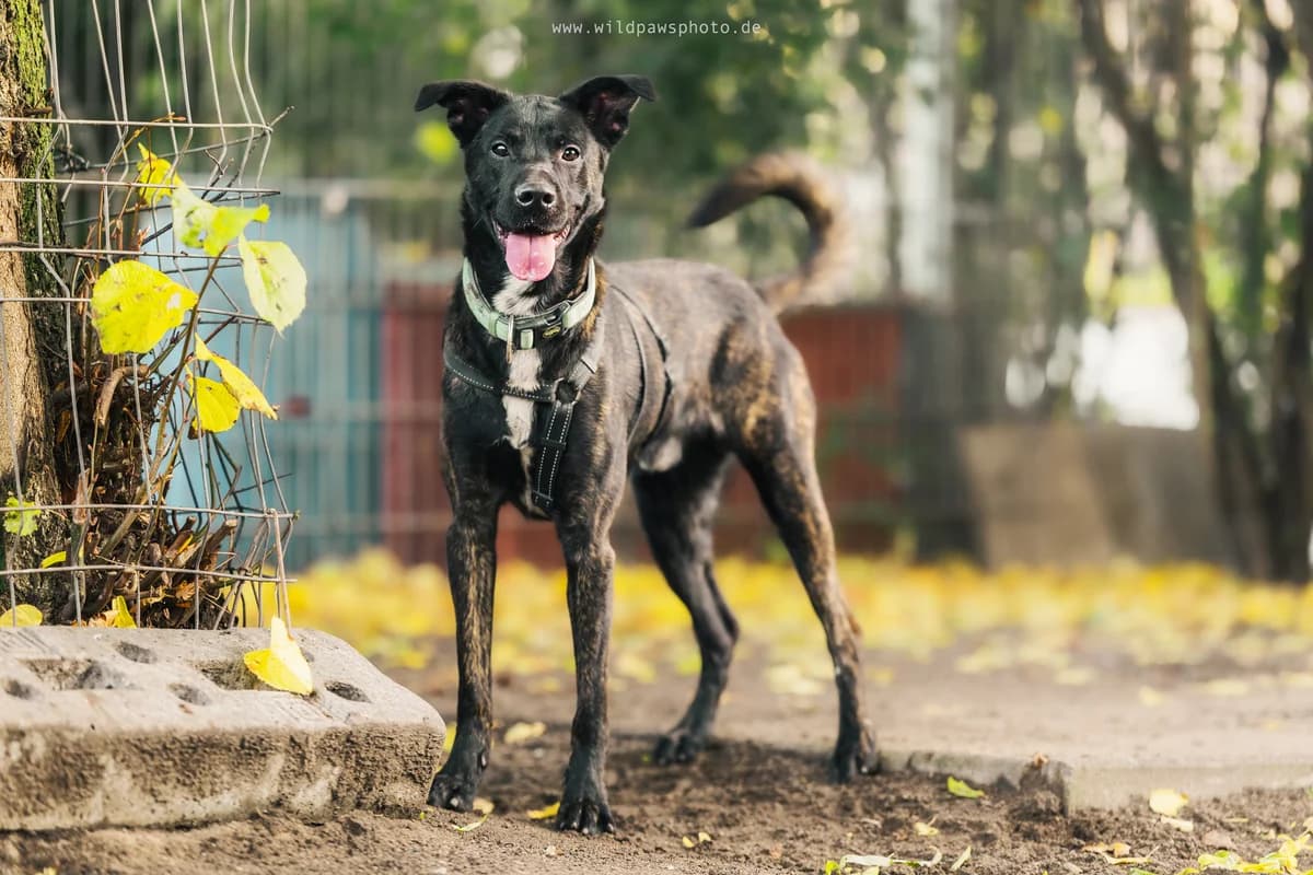 Drako, male German Shepherd for adoption at Städtisches Tierheim Duisburg, Duisburg — photo 3 of 4