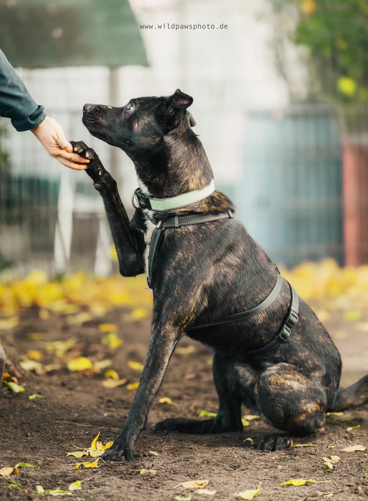 Drako, male German Shepherd for adoption at Städtisches Tierheim Duisburg, Duisburg — photo 4 of 4