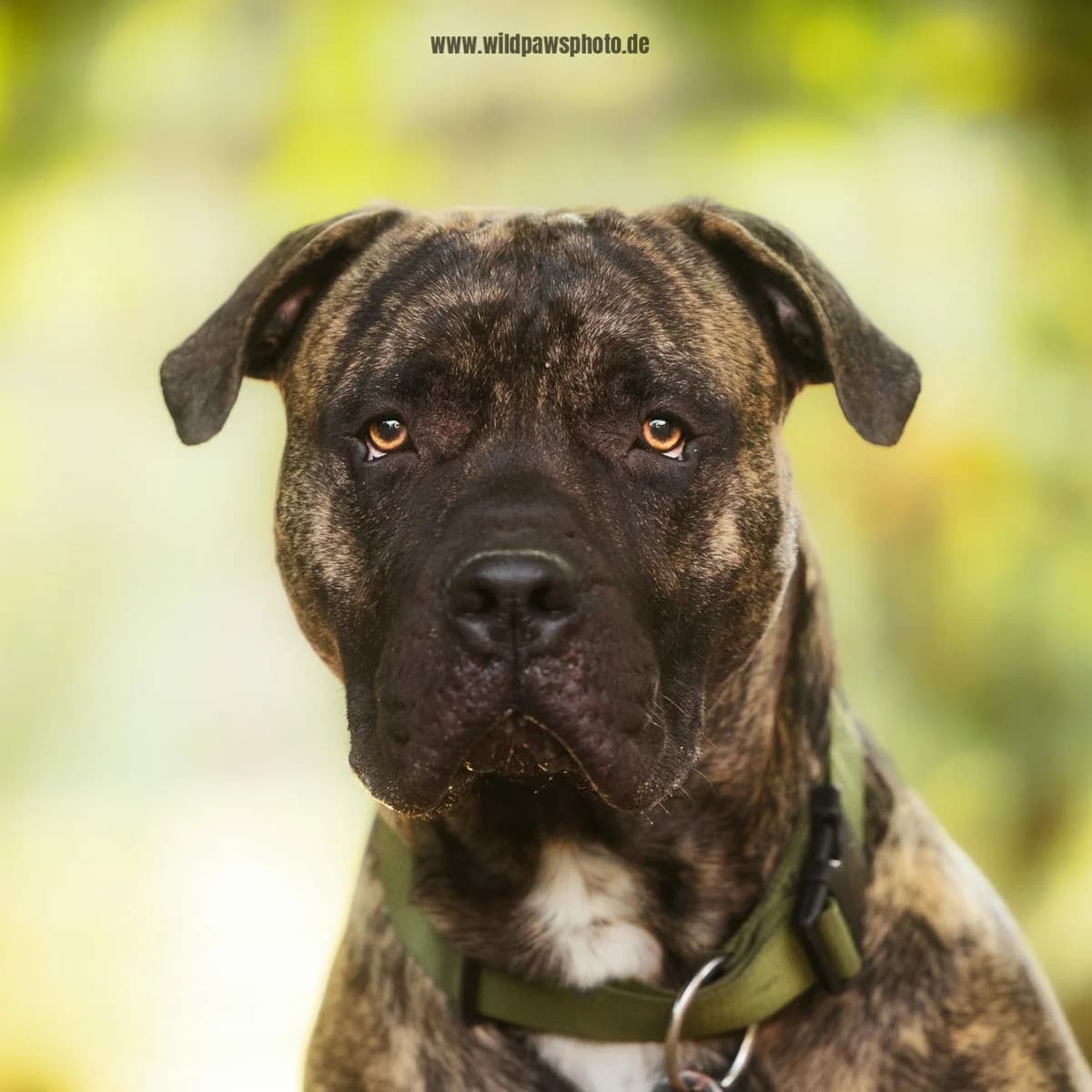 Liam, male Presa Canario for adoption at Städtisches Tierheim Duisburg, Duisburg