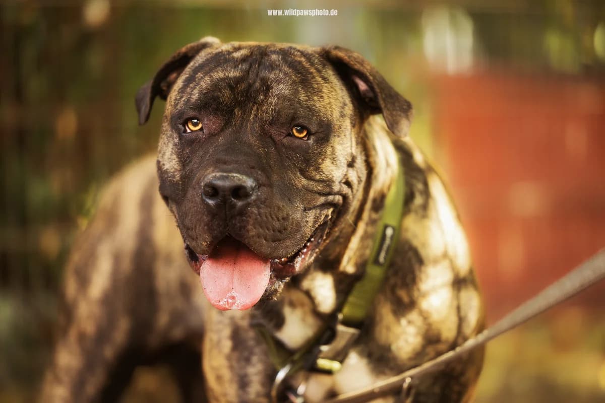 Liam, male Presa Canario for adoption at Städtisches Tierheim Duisburg, Duisburg — photo 2 of 4