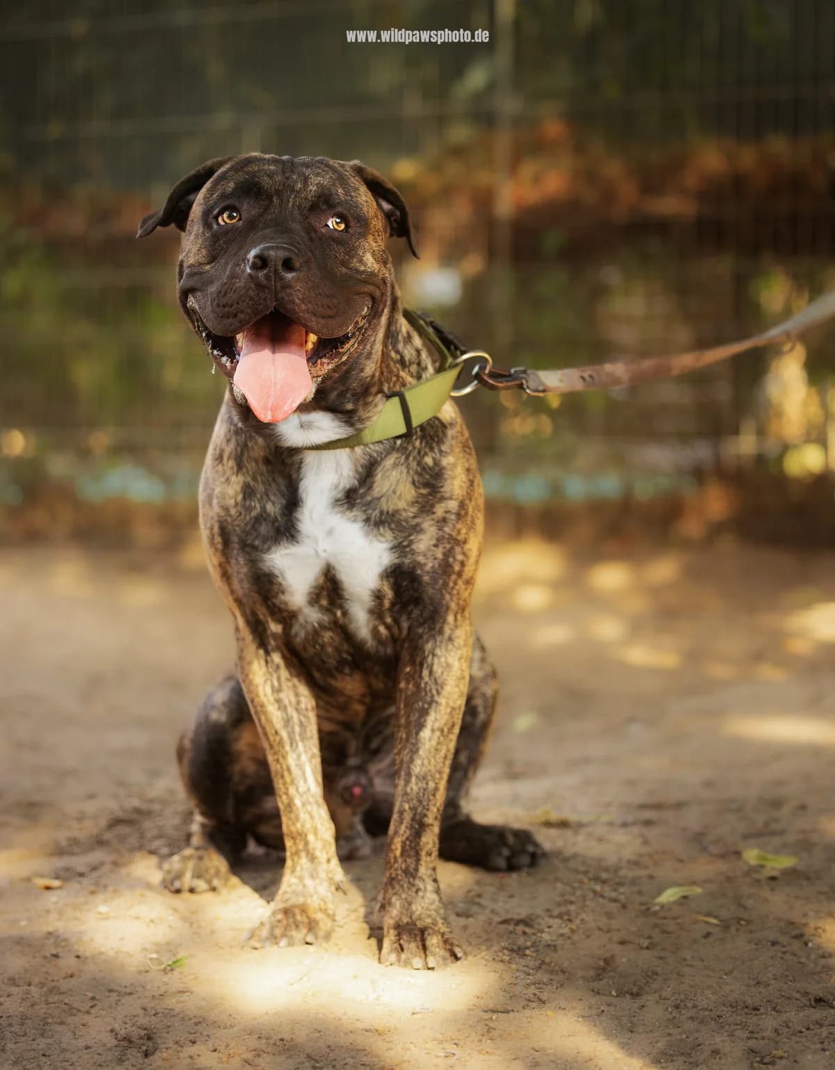 Liam, male Presa Canario for adoption at Städtisches Tierheim Duisburg, Duisburg — photo 3 of 4