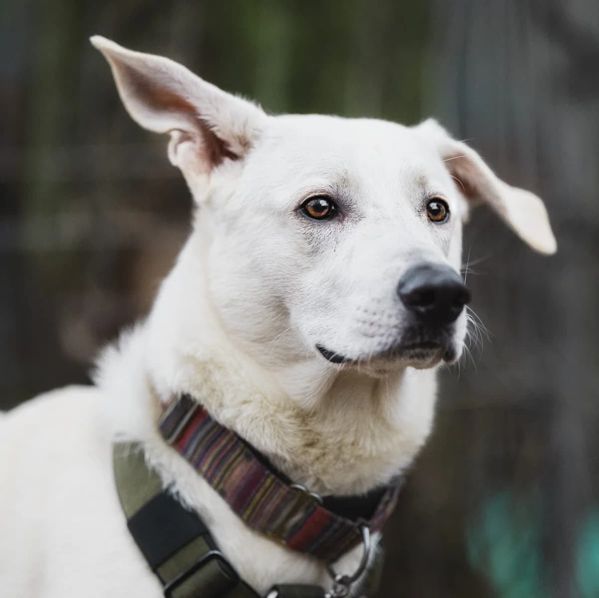 Bodhi, male puppy German Shepherd for adoption at Städtisches Tierheim Duisburg, Duisburg