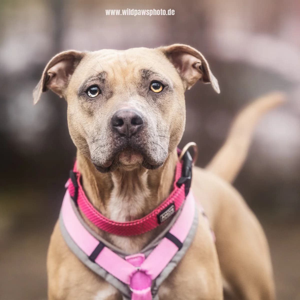 Amber, female American Staffordshire Terrier for adoption at Städtisches Tierheim Duisburg, Duisburg