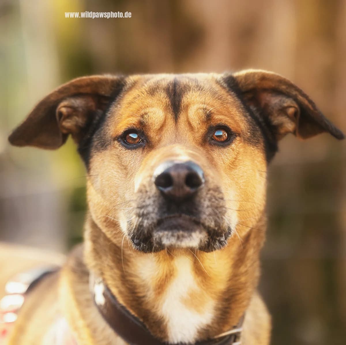 Tyson, male young Mixed Breed for adoption at Städtisches Tierheim Duisburg, Duisburg