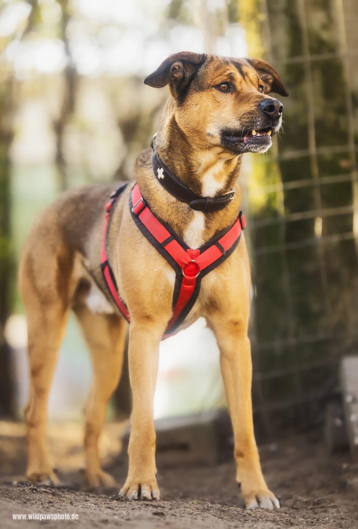 Tyson, male Mixed Breed for adoption at Städtisches Tierheim Duisburg, Duisburg — photo 2 of 4