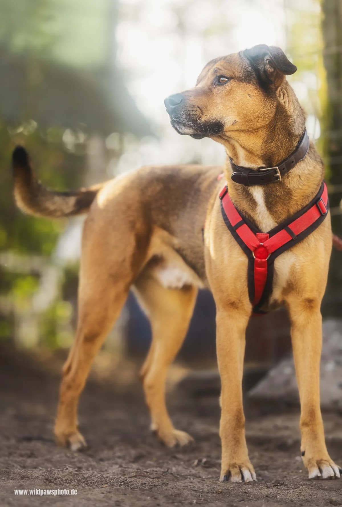 Tyson, male Mixed Breed for adoption at Städtisches Tierheim Duisburg, Duisburg — photo 3 of 4