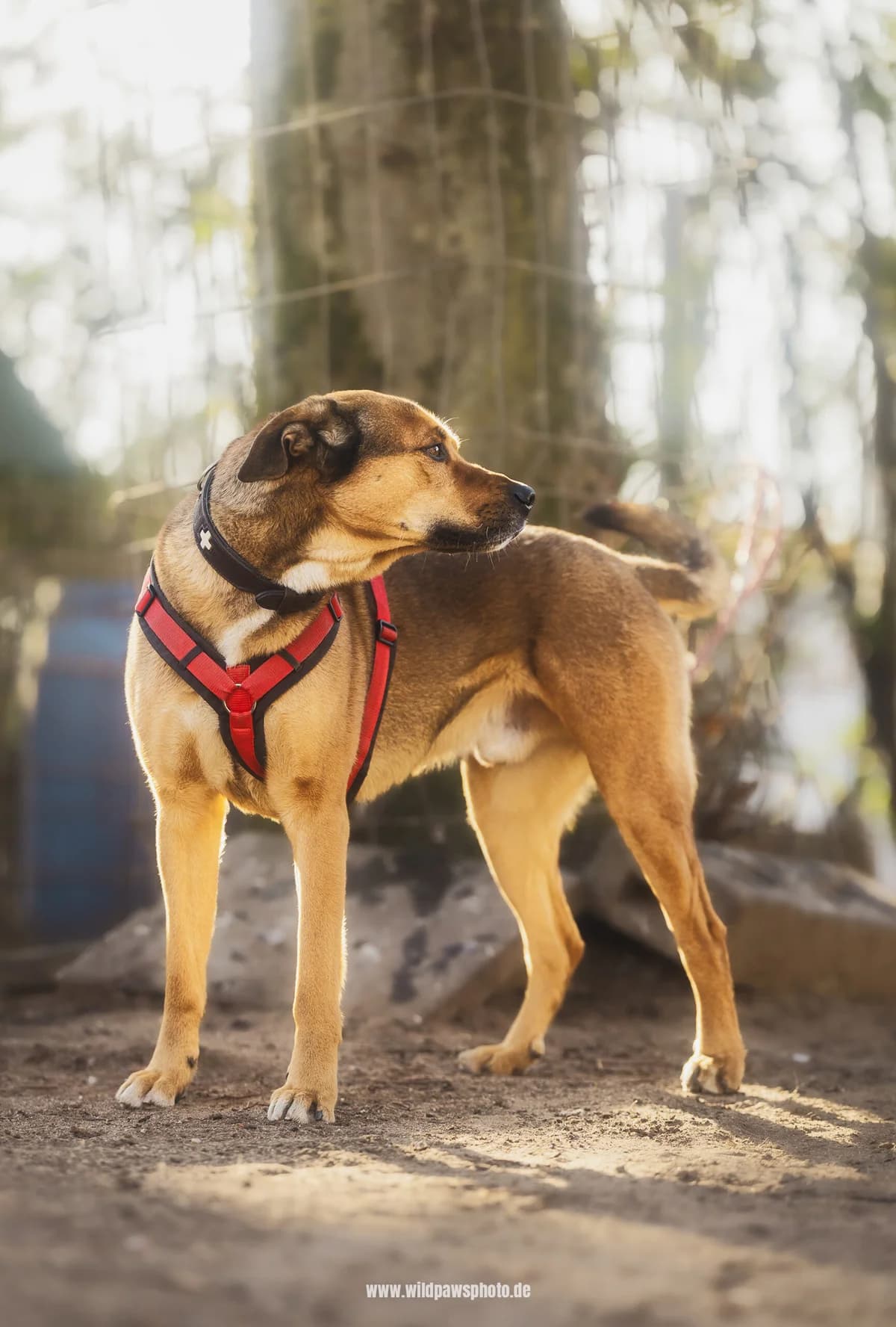 Tyson, male Mixed Breed for adoption at Städtisches Tierheim Duisburg, Duisburg — photo 4 of 4