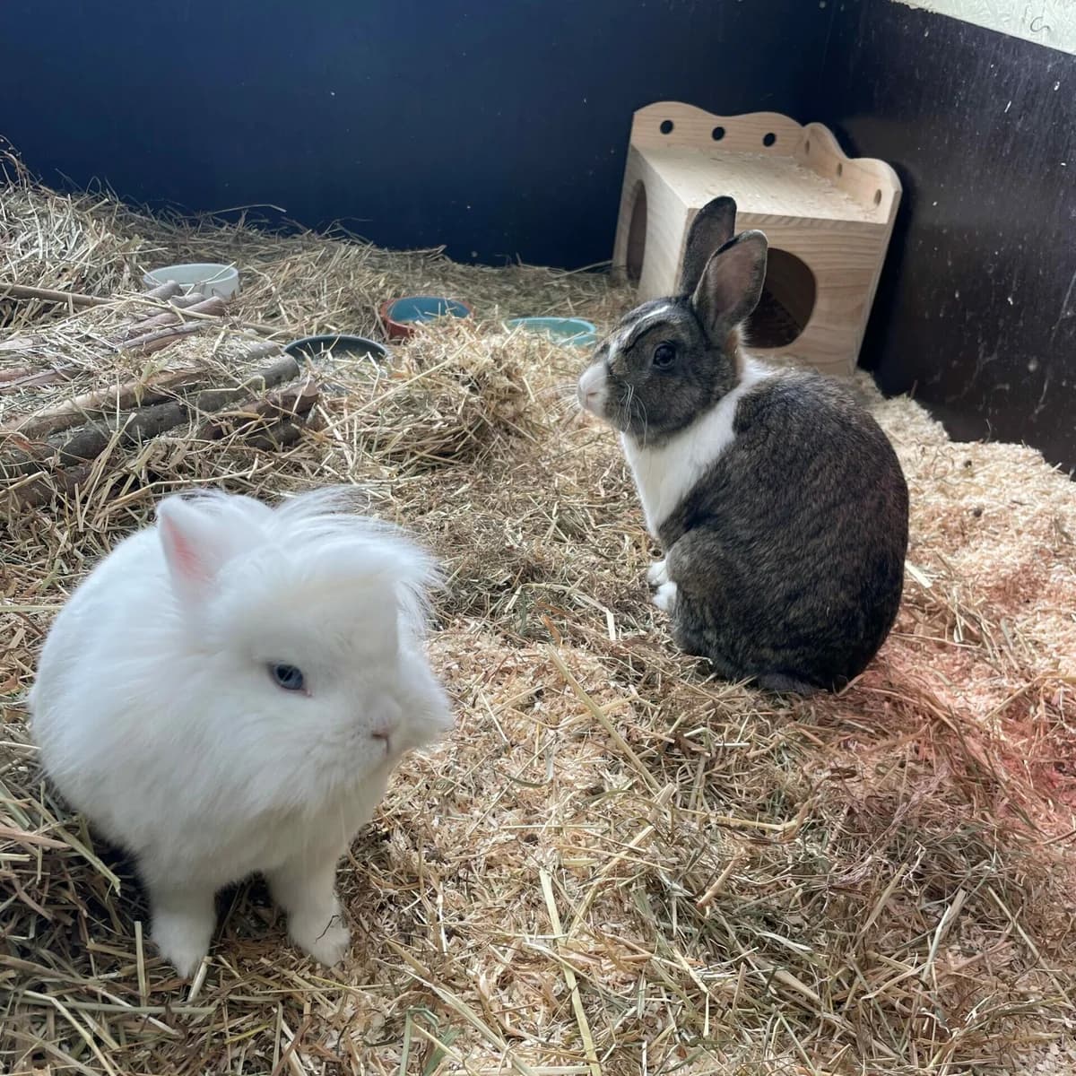 Karl und Ella, weiß  Mixed Breed for adoption at Städtisches Tierheim Duisburg, Duisburg
