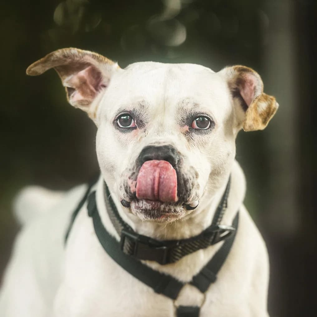 Odie, male American Staffordshire Terrier for adoption at Städtisches Tierheim Duisburg, Duisburg