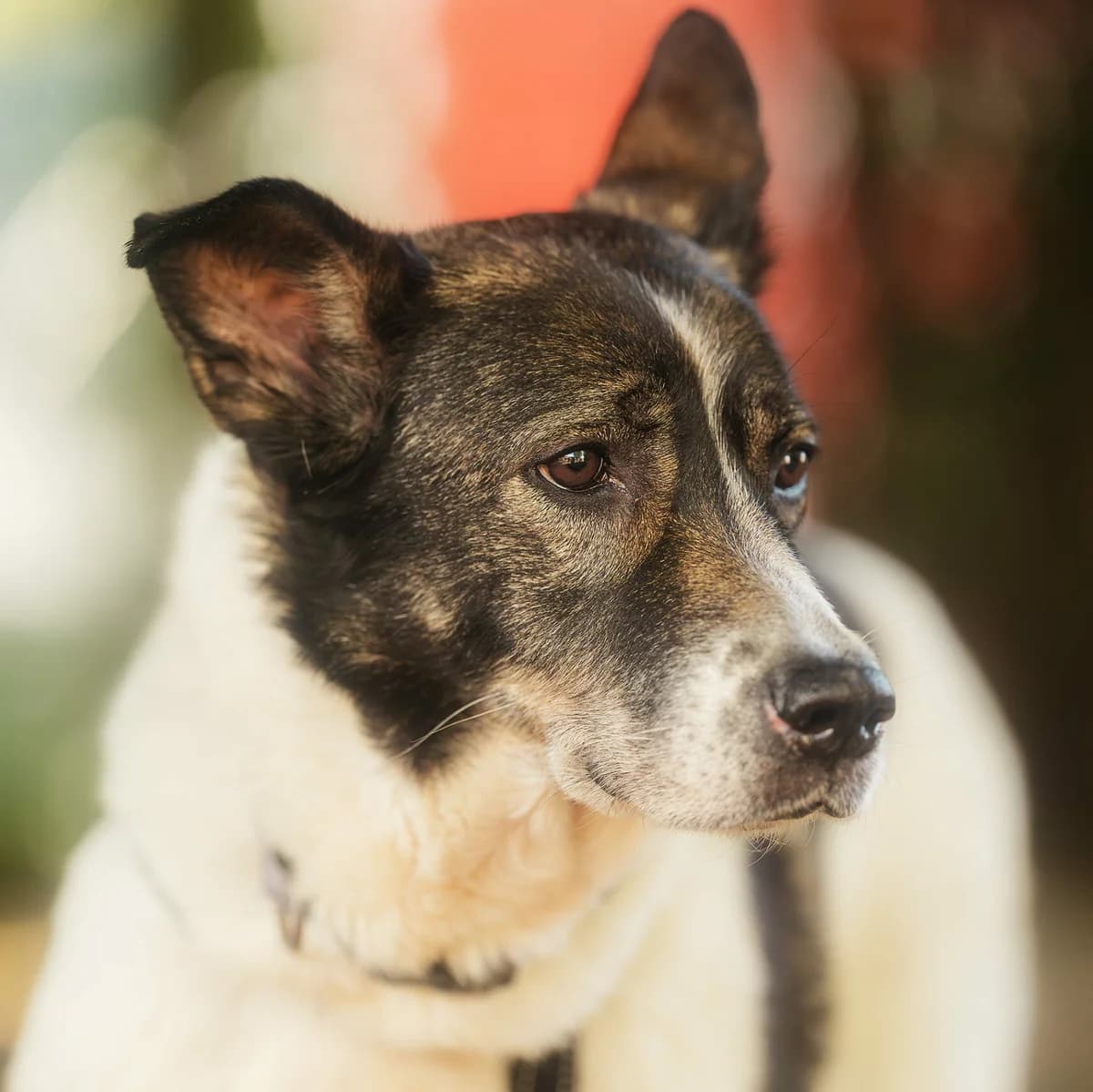 Juno, female young German Shepherd for adoption at Städtisches Tierheim Duisburg, Duisburg