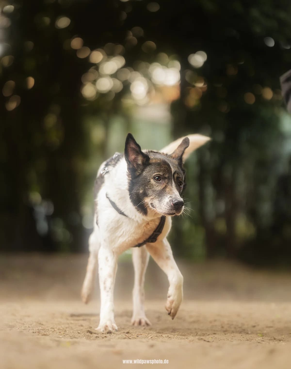 Juno, female German Shepherd for adoption at Städtisches Tierheim Duisburg, Duisburg — photo 2 of 4