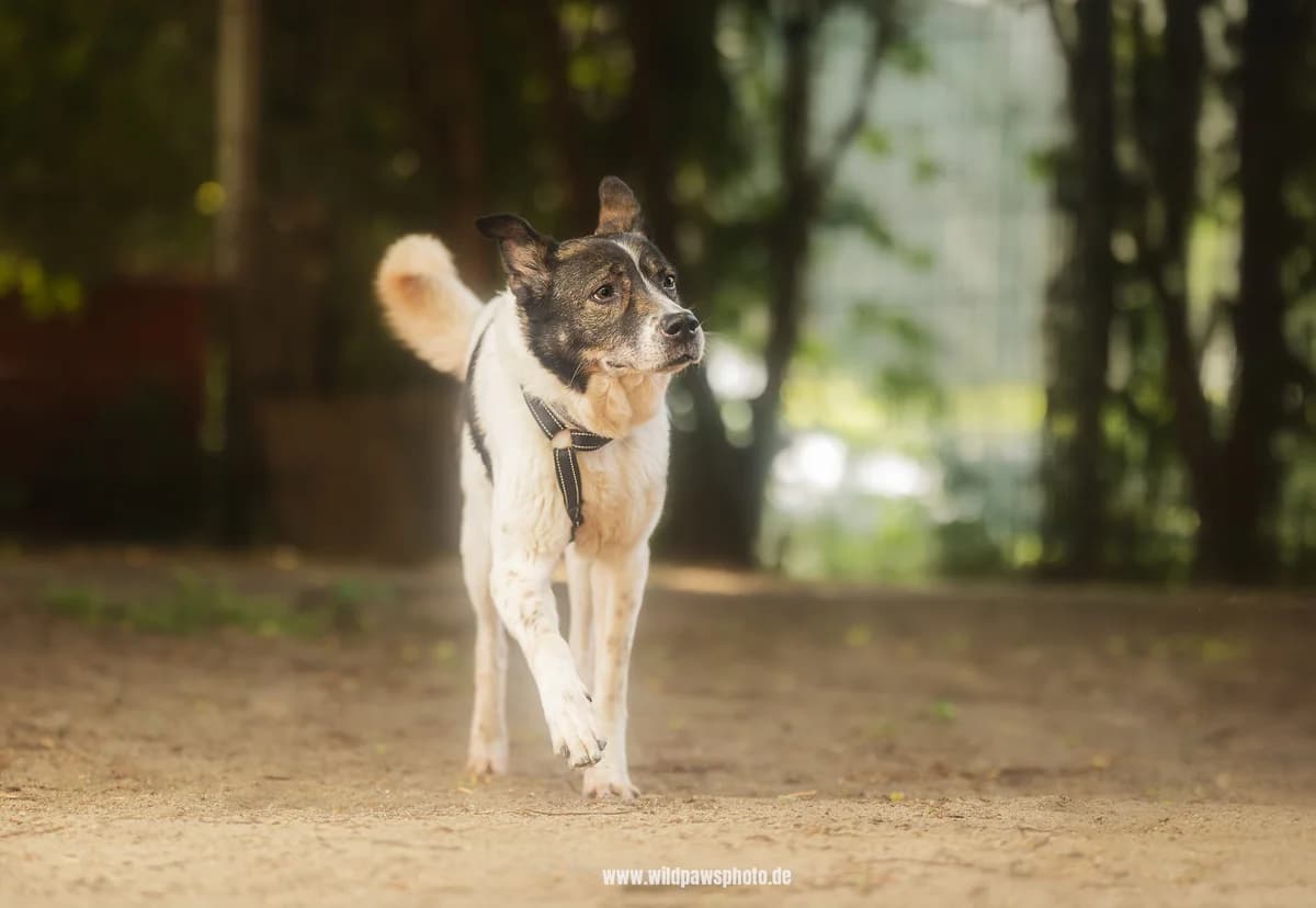 Juno, female German Shepherd for adoption at Städtisches Tierheim Duisburg, Duisburg — photo 3 of 4