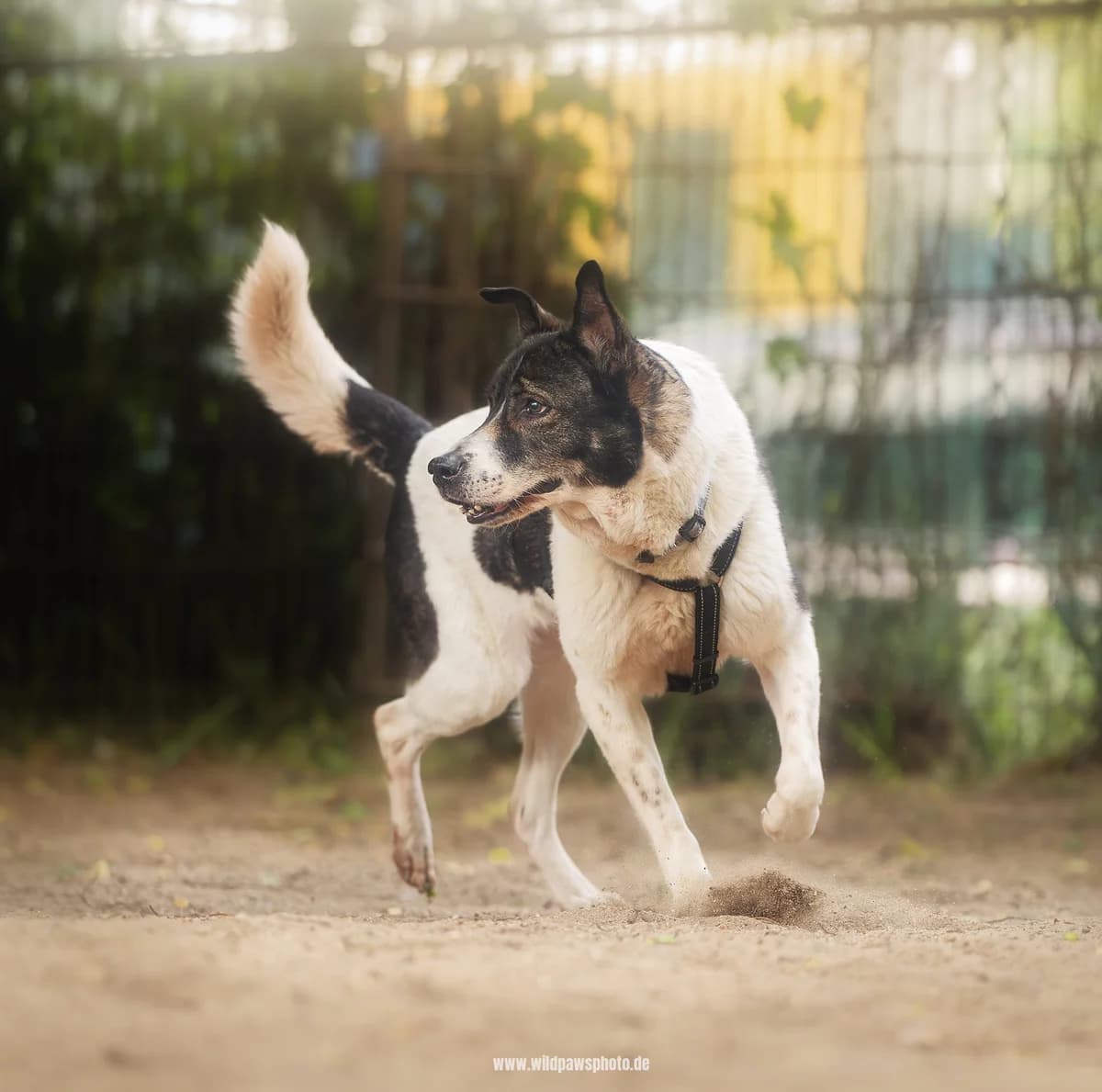 Juno, female German Shepherd for adoption at Städtisches Tierheim Duisburg, Duisburg — photo 4 of 4