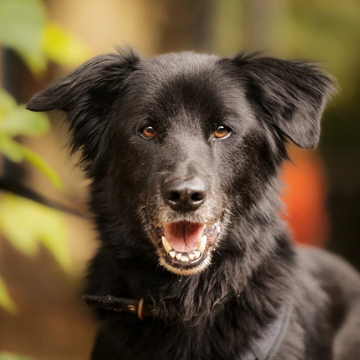 Randy, male German Shepherd for adoption at Städtisches Tierheim Duisburg, Duisburg