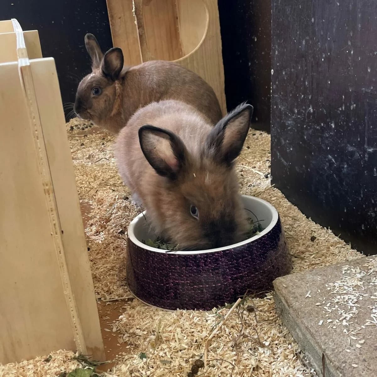 Mercedes und ihr Mini Me (Tochter Spaghetti), Mixed Breed for adoption at Städtisches Tierheim Duisburg, Duisburg