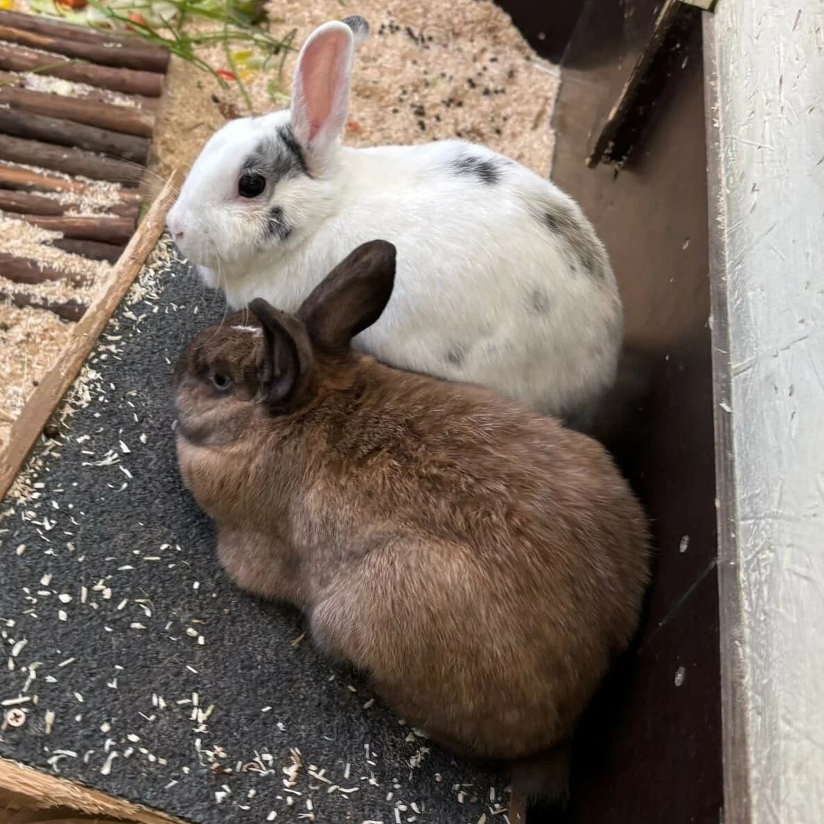 Alvin & Flocke, Mixed Breed for adoption at Städtisches Tierheim Duisburg, Duisburg