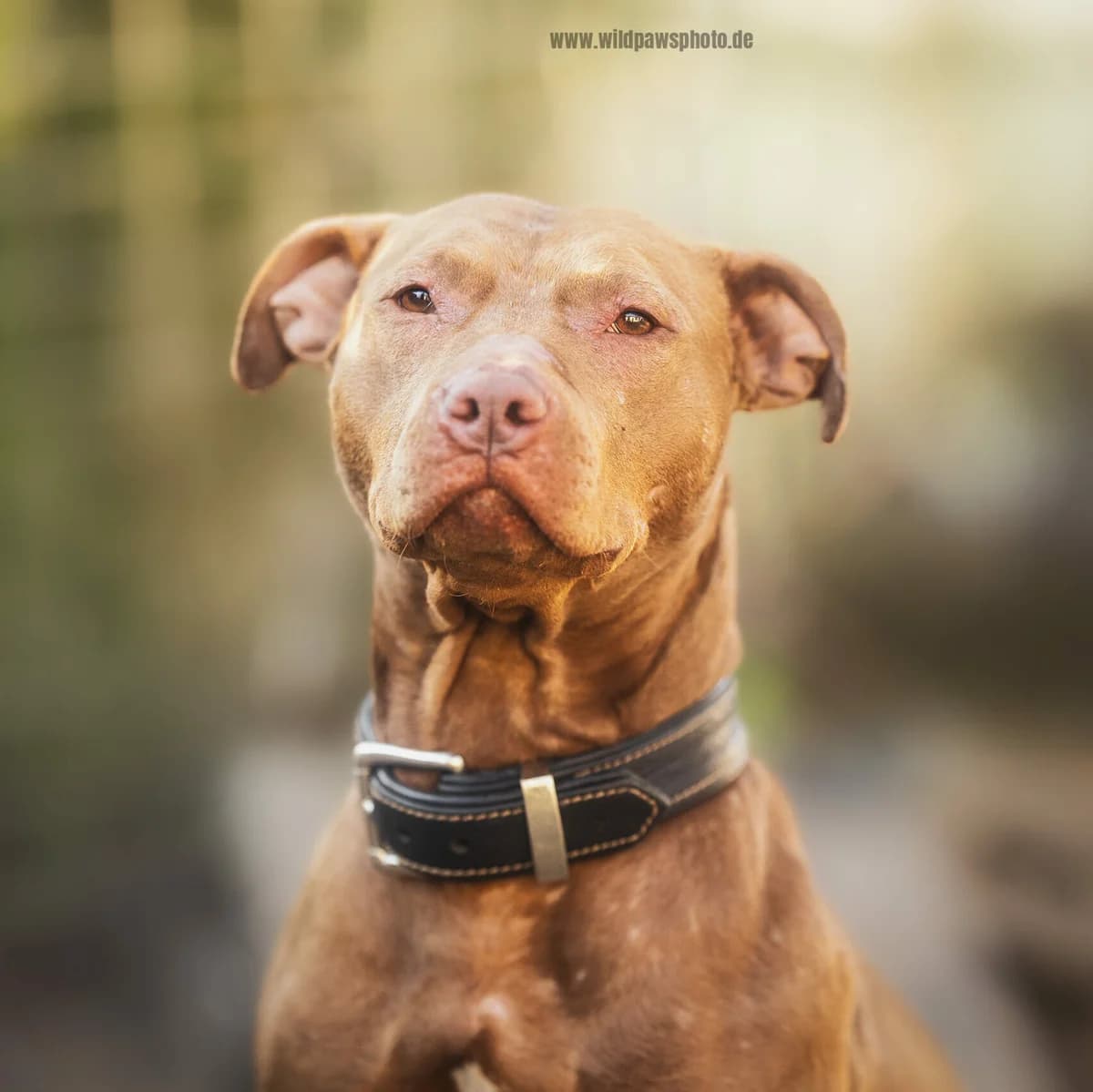 Beauty, female Pit Bull Terrier for adoption at Städtisches Tierheim Duisburg, Duisburg