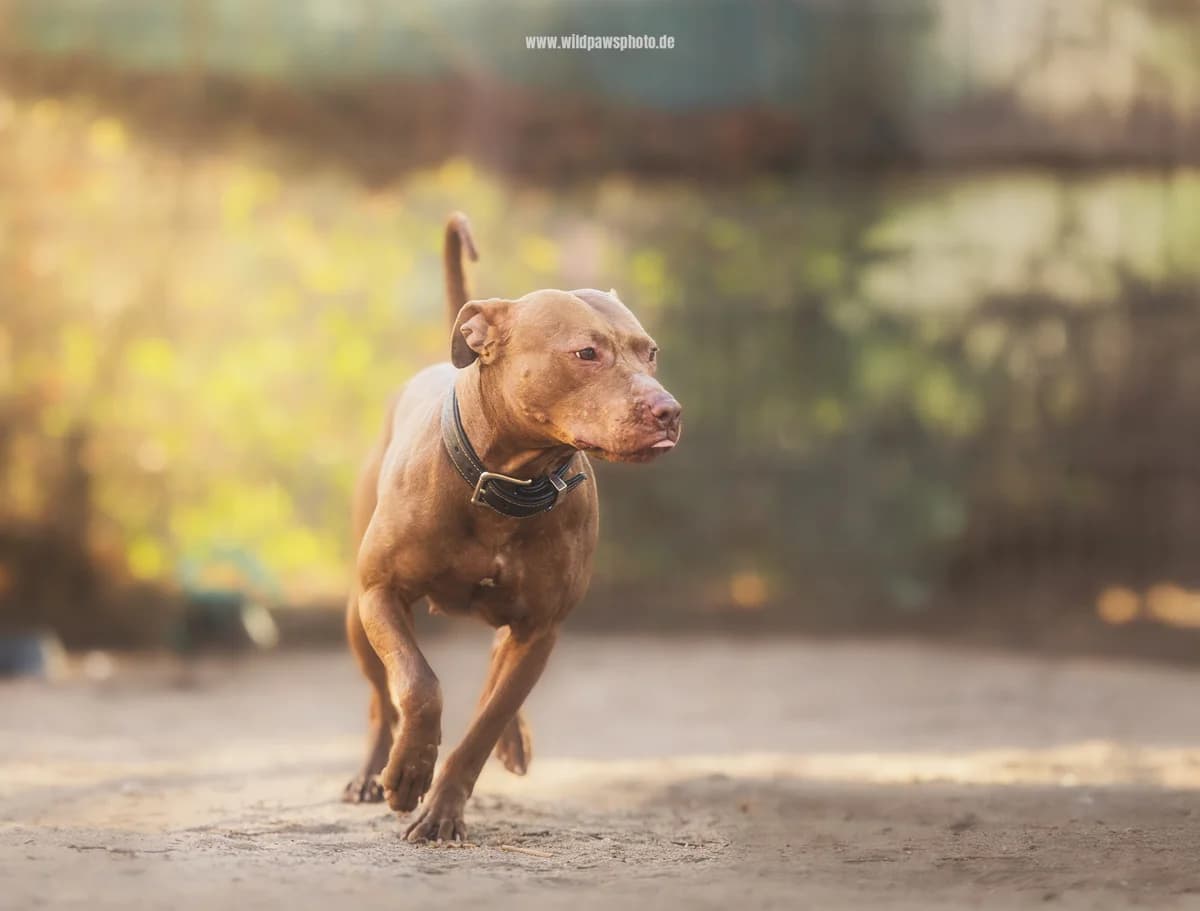 Beauty, female Pit Bull Terrier for adoption at Städtisches Tierheim Duisburg, Duisburg — photo 2 of 5