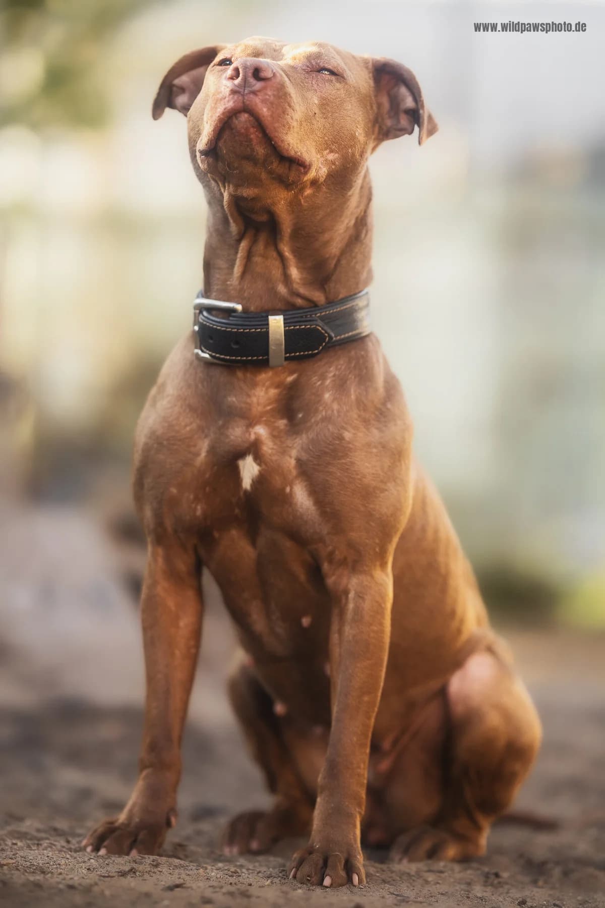 Beauty, female Pit Bull Terrier for adoption at Städtisches Tierheim Duisburg, Duisburg — photo 3 of 5