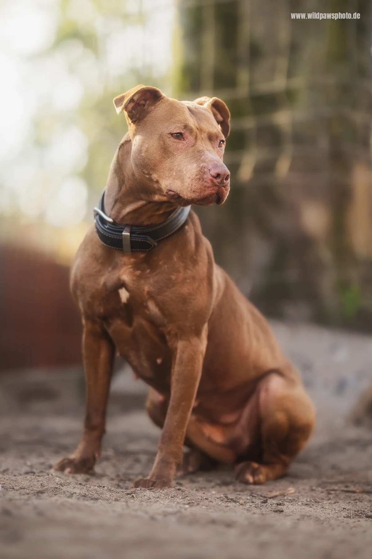 Beauty, female Pit Bull Terrier for adoption at Städtisches Tierheim Duisburg, Duisburg — photo 4 of 5
