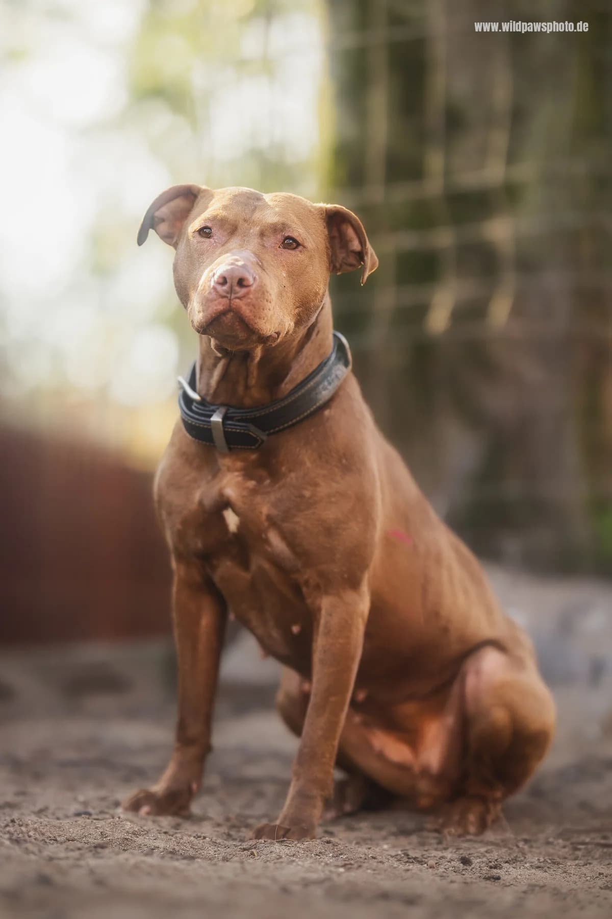 Beauty, female Pit Bull Terrier for adoption at Städtisches Tierheim Duisburg, Duisburg — photo 5 of 5