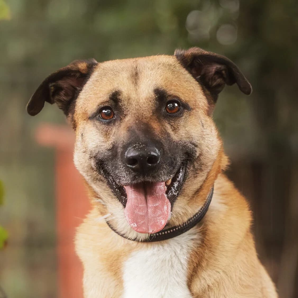 Bari, male young Belgian Malinois for adoption at Städtisches Tierheim Duisburg, Duisburg
