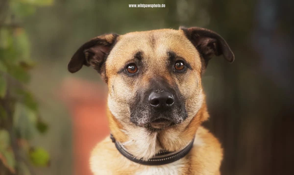 Bari, male Belgian Malinois for adoption at Städtisches Tierheim Duisburg, Duisburg — photo 2 of 4