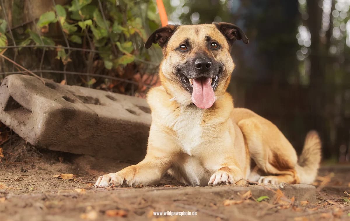 Bari, male Belgian Malinois for adoption at Städtisches Tierheim Duisburg, Duisburg — photo 3 of 4